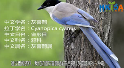 长尾巴的灰喜鹊与喜鹊